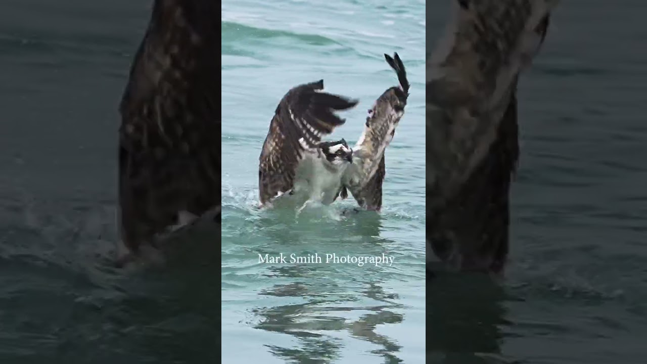 Osprey with huge fish struggles getting out of the water. #bird #wildlife #birdsofprey #fishing
