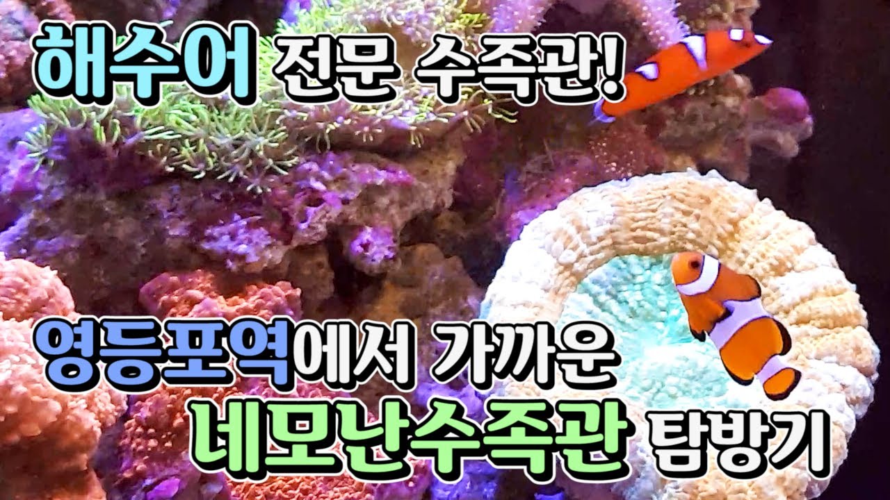 [모아이] 1호선 영등포역에서 가까운 해수어 전문 네모난수족관 탐방기!!