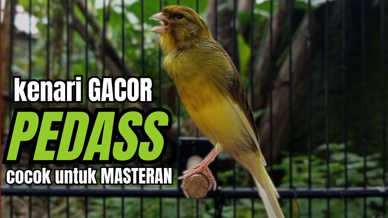 Masteran KENARI GACOR ngeroll panjang,Cuit Cuit Emosi AMPUH bikin kenari nyaut ,Masteran MURAI BATU