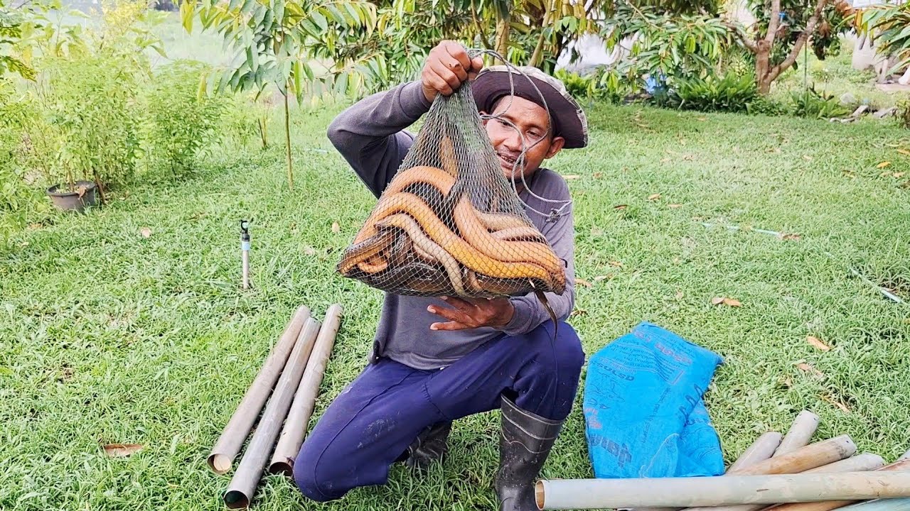 วิธีดักบั้งลัน ดักปลาไหลกับแม่บ้าน บอกเลยสูตรนี้ หมานขั้นเทพ# how to trap eels-วิถีพรานตี๋.