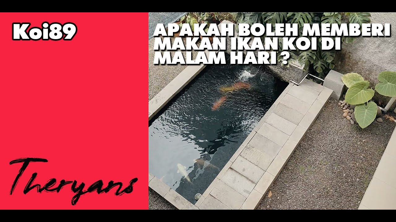 Apakah Aman Memberi Makan Ikan Koi Pada Malam Hari ?
