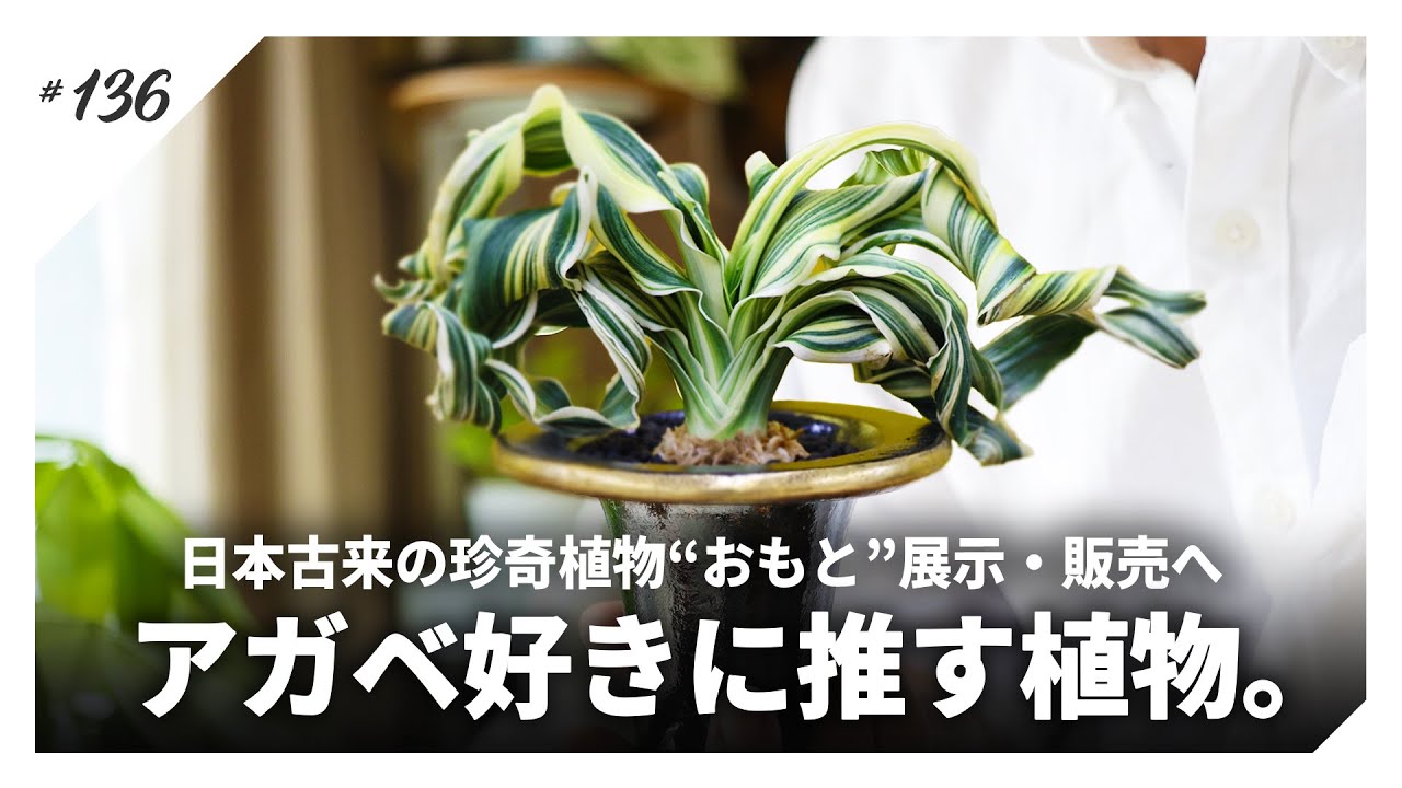 【おもと/万年青】日本古来のビザールプランツ「おもと」の展示販売会へ行ってきた｜昇竜の舞/万年青｜日本おもと名品展【全アガベ好きに告ぐ】