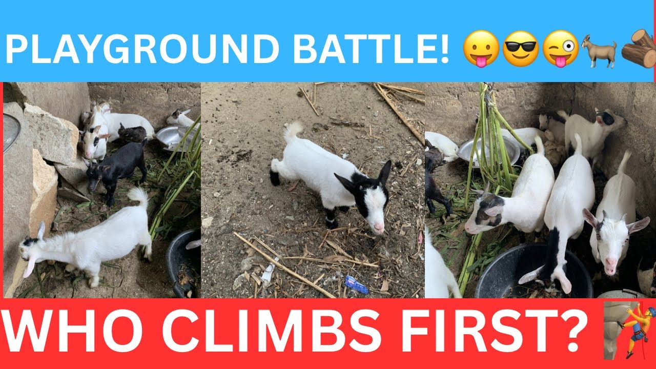 Baby Goat Playground Battle — Who Climbs First? 🐐🧗 (Live) cont.