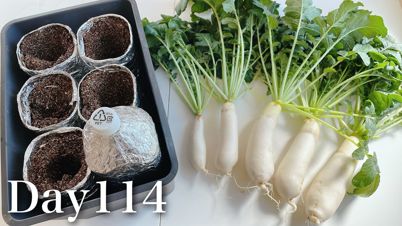室内で大根を育ててみた／I tried growing daikon radish indoors