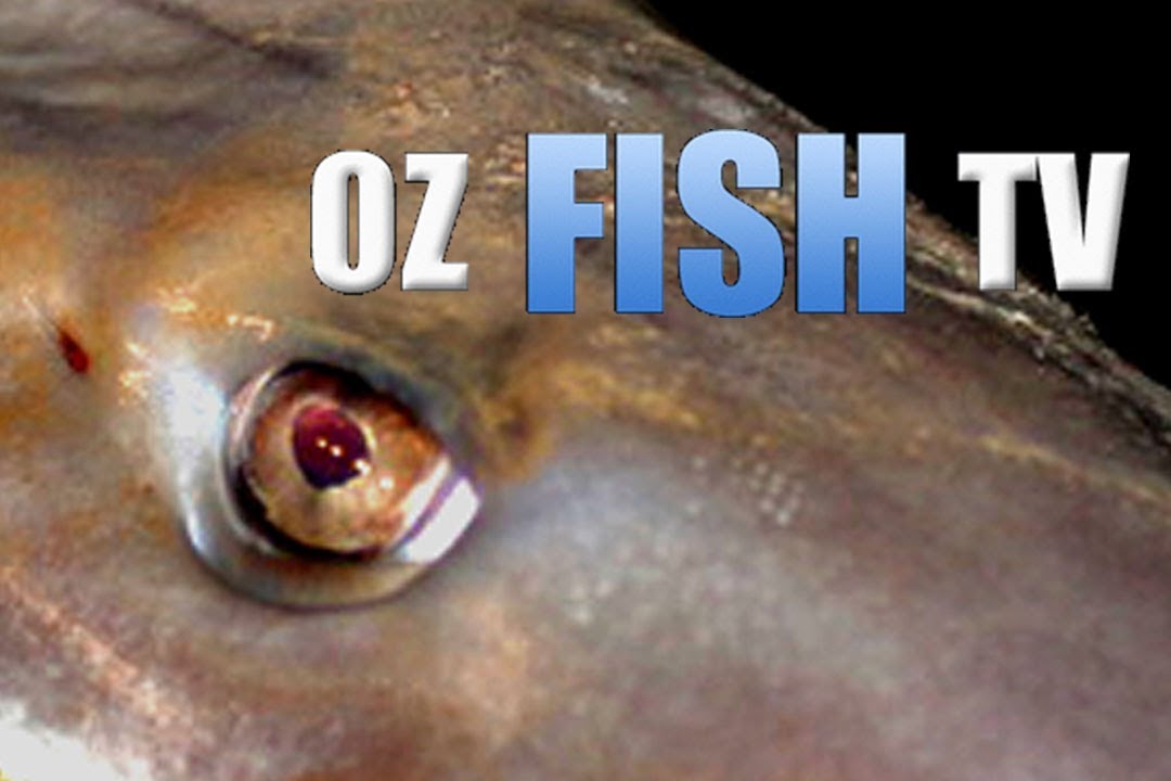 LANDBASED WESTERNPORT GUMMIES - TENBY POINT - Oz Fish TV