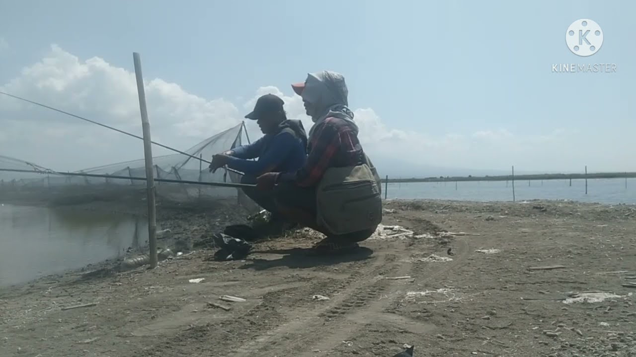 Umpan ikan Mujaer yang tepat#MancingTambak