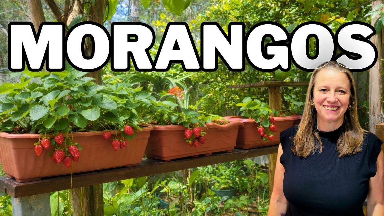 Como fazer mudas de morango e plantar em vasos / jardineiras