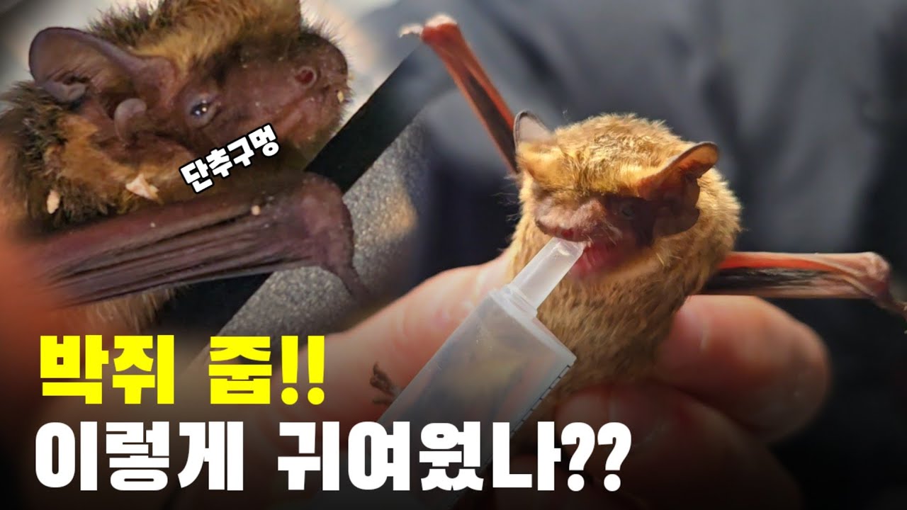 박쥐 주웠습니다 박쥐가 이렇게 귀여웠다니??