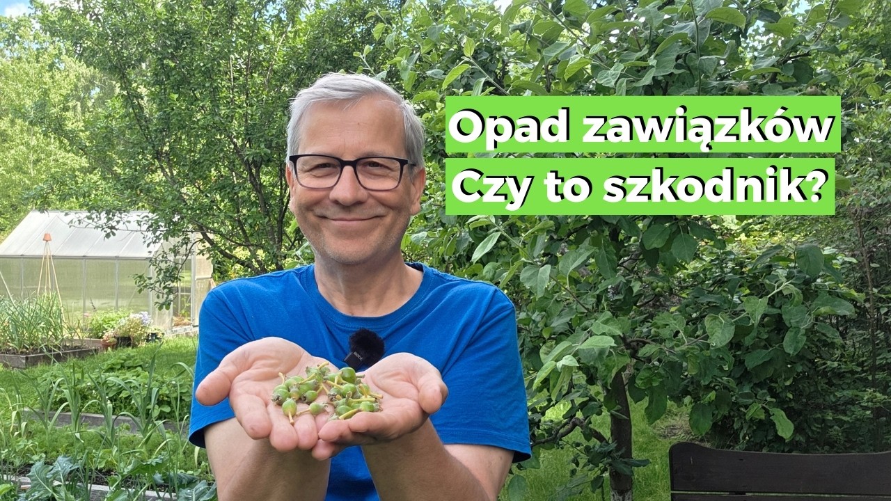 Dlaczego drzewa zrzucają owoce w czerwcu? Czerwcowy opad a owoc&oacute;wka!