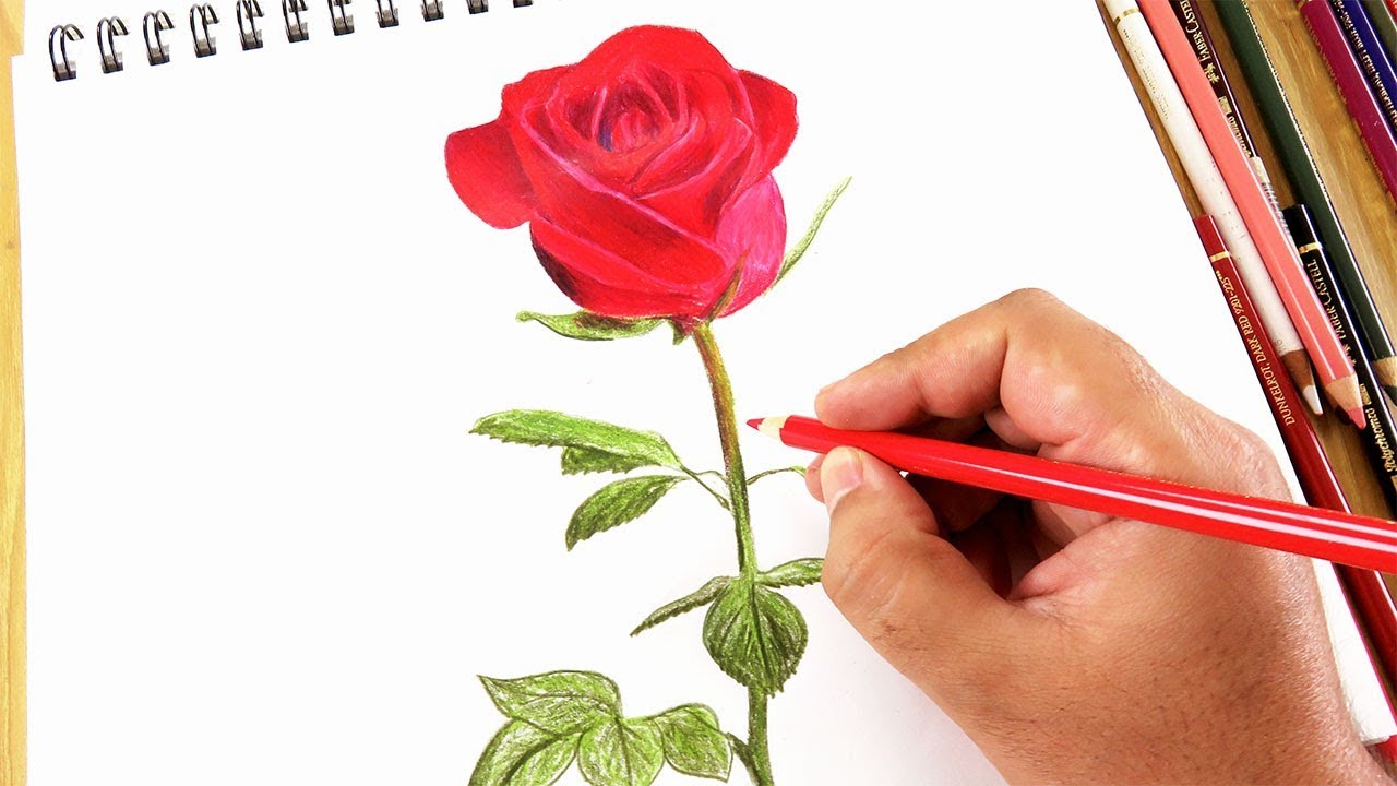 كيفية رسم وردة بالالوان الخشبية