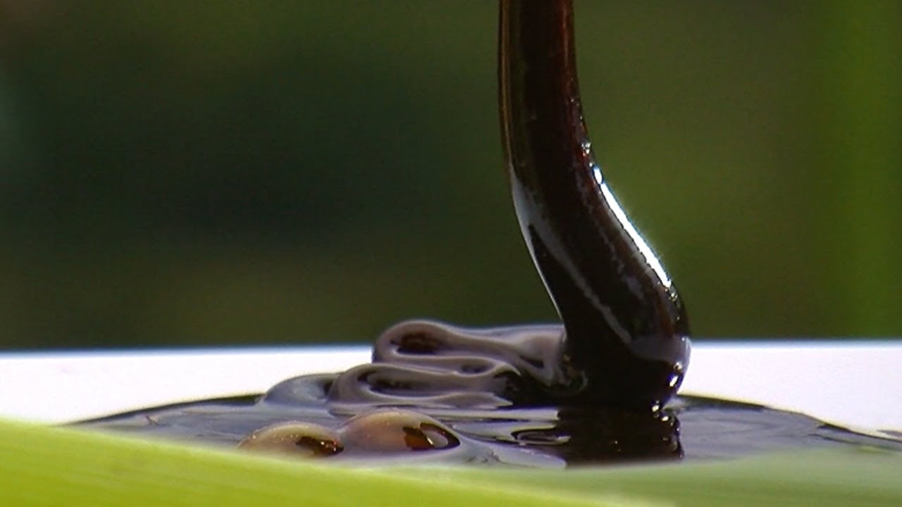 Extracción de la  Miel del Maíz -  TvAgro por Juan Gonzalo Angel
