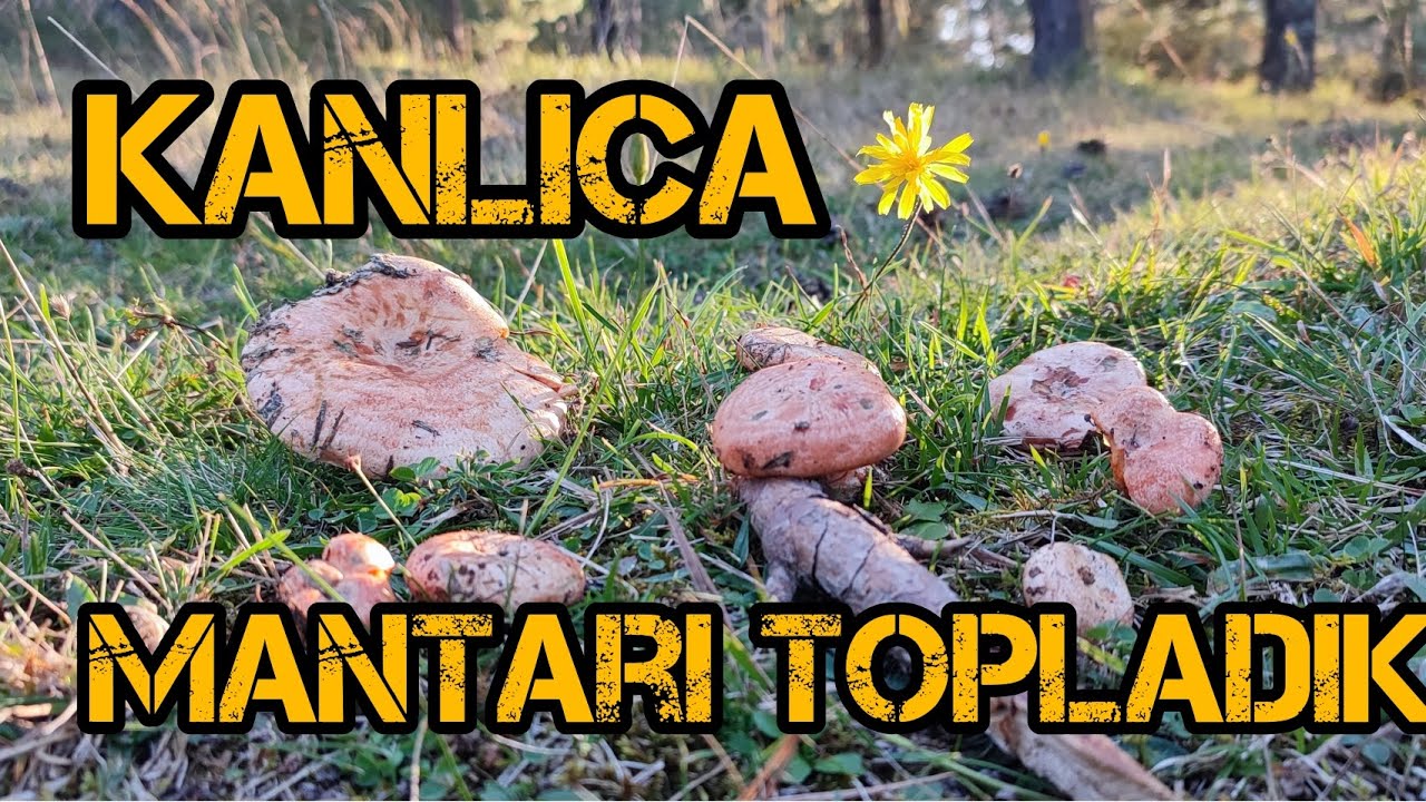 KANLICA MANTARI TOPLADIK 🍄(Ormanda Kanlıca Mantarı Bolluğu - Sezon Açılışını Yaptık) - Mantar Avı 1-