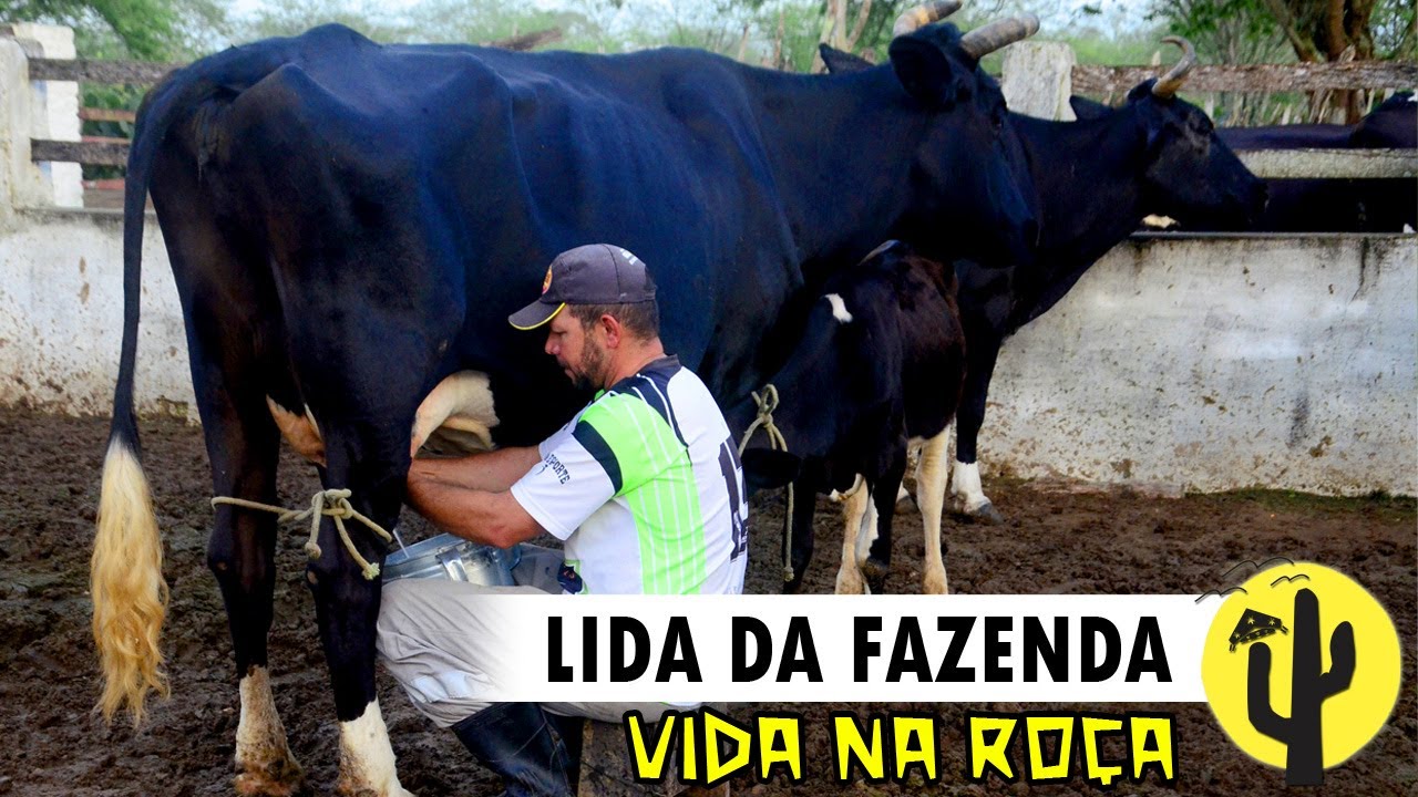[VIDA NA RO&Ccedil;A] Fazenda Tr&ecirc;s Lagoas | Hist&oacute;rias, Lida da Fazenda, Manejo do GADO e Tirada do LEITE 🌵