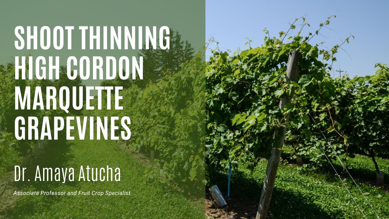 Shoot Thinning High Cordon Marquette Grapevines