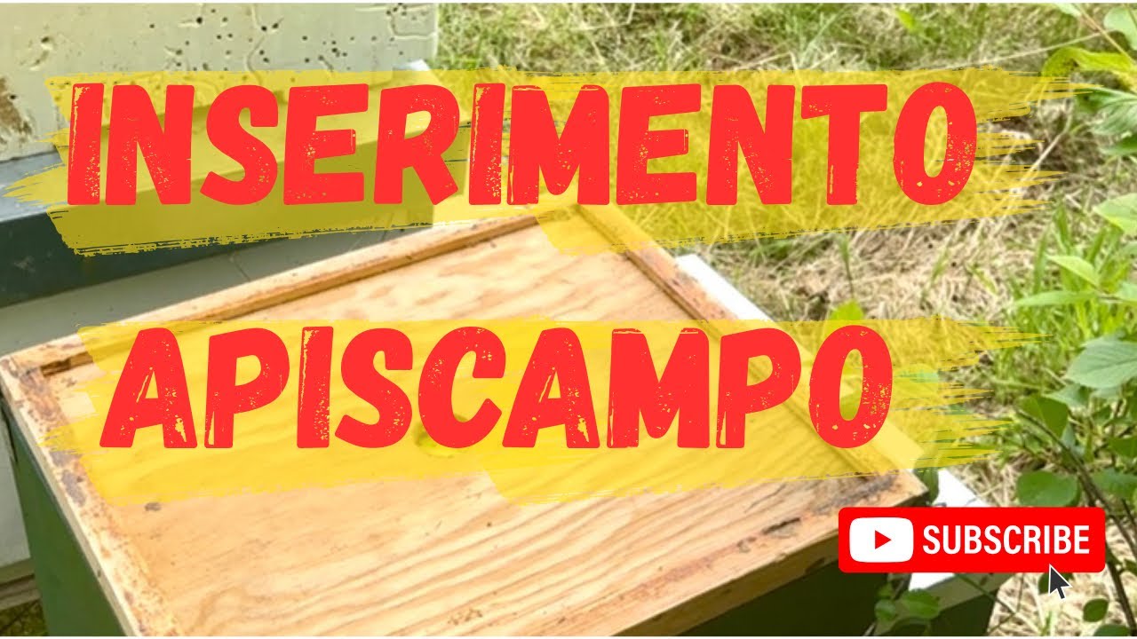Apicoltura 2025: Inseriamo l'apiscampo..! Quanto miele c'è? 🍯