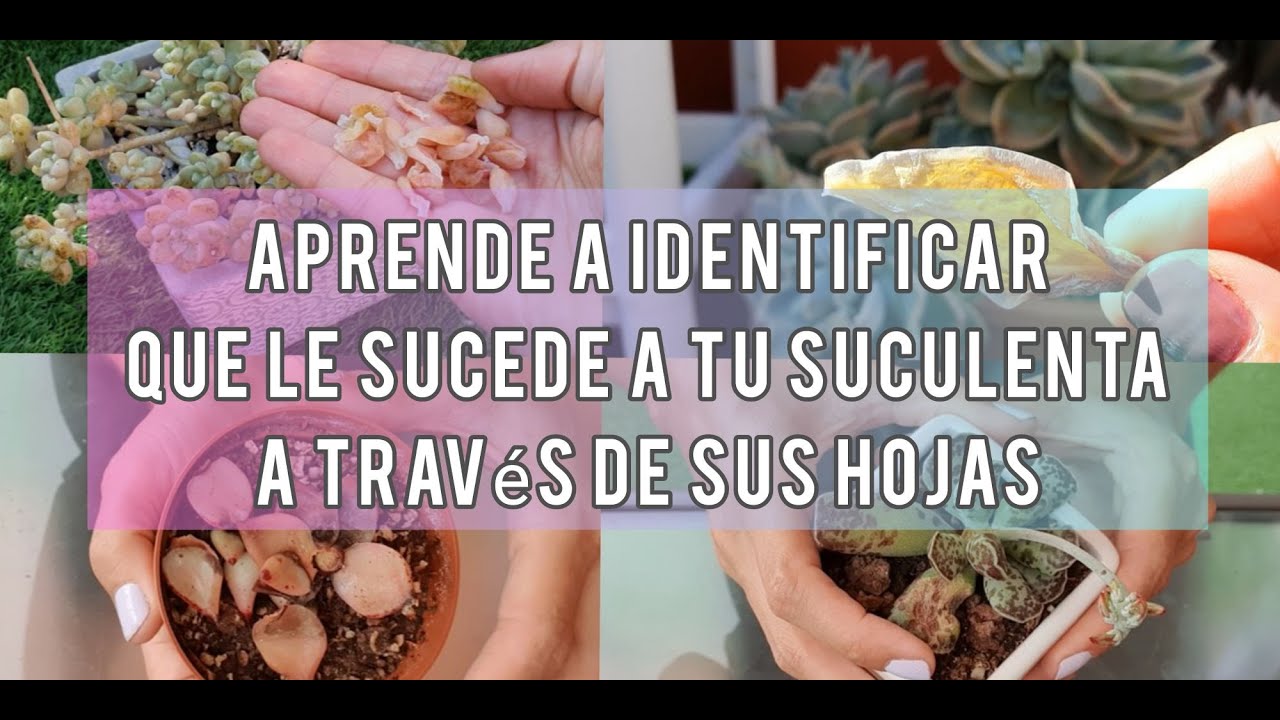 Tips que debes saber para tener una suculenta hermosa observando sus hojas/ Jardín Suculento.