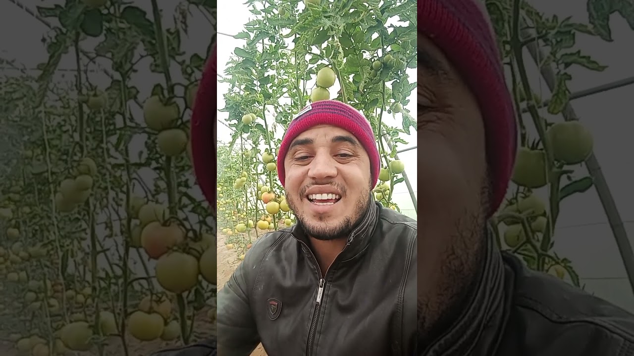 الخلطة الفرعونية لتنشيط وتقوية النباتات وزيادة الإنتاج 