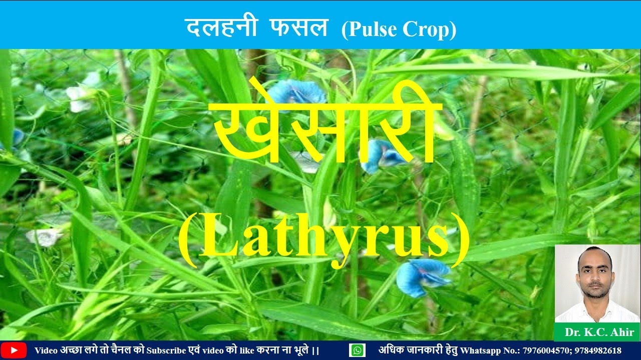 21. खेसारी  (Lathyrus)