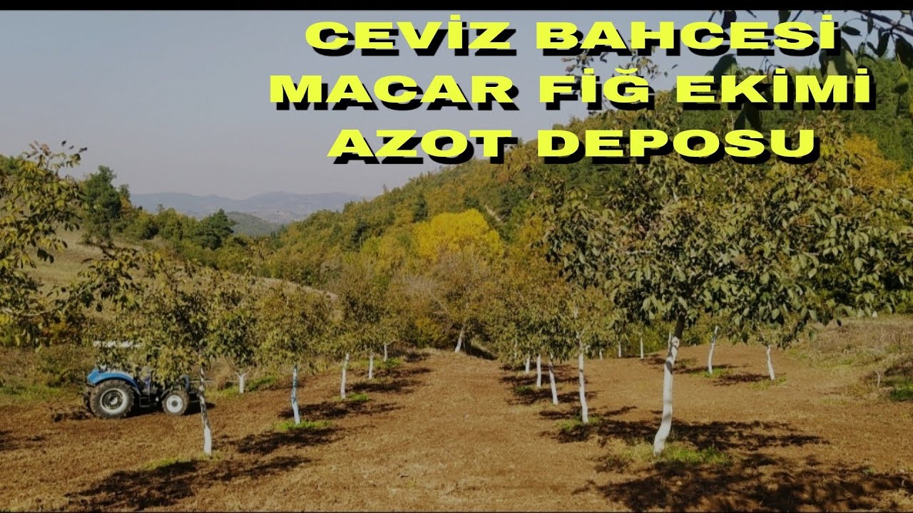 CEVİZ BAHCESİ MACAR FİĞ EKİMİ - FAYDALARI BİLİNMEYENLER