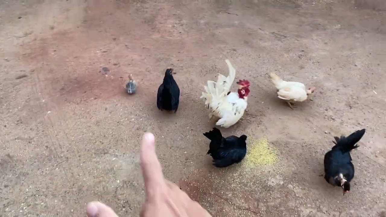 VENDI OS PINTINHOS 😃👏🏻 VOU DEIXAR POUCAS GALINHAS CHOCAR AGORA 😮🫡