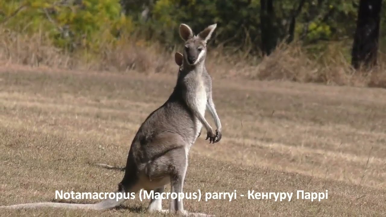 Notamacropus (Macropus) parryi  -  Кенгуру Паррі &ndash; Whiptail wallaby