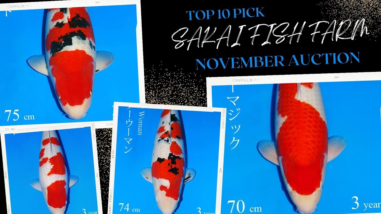 Sakai Fish Farm Auction - Top picks for 2021