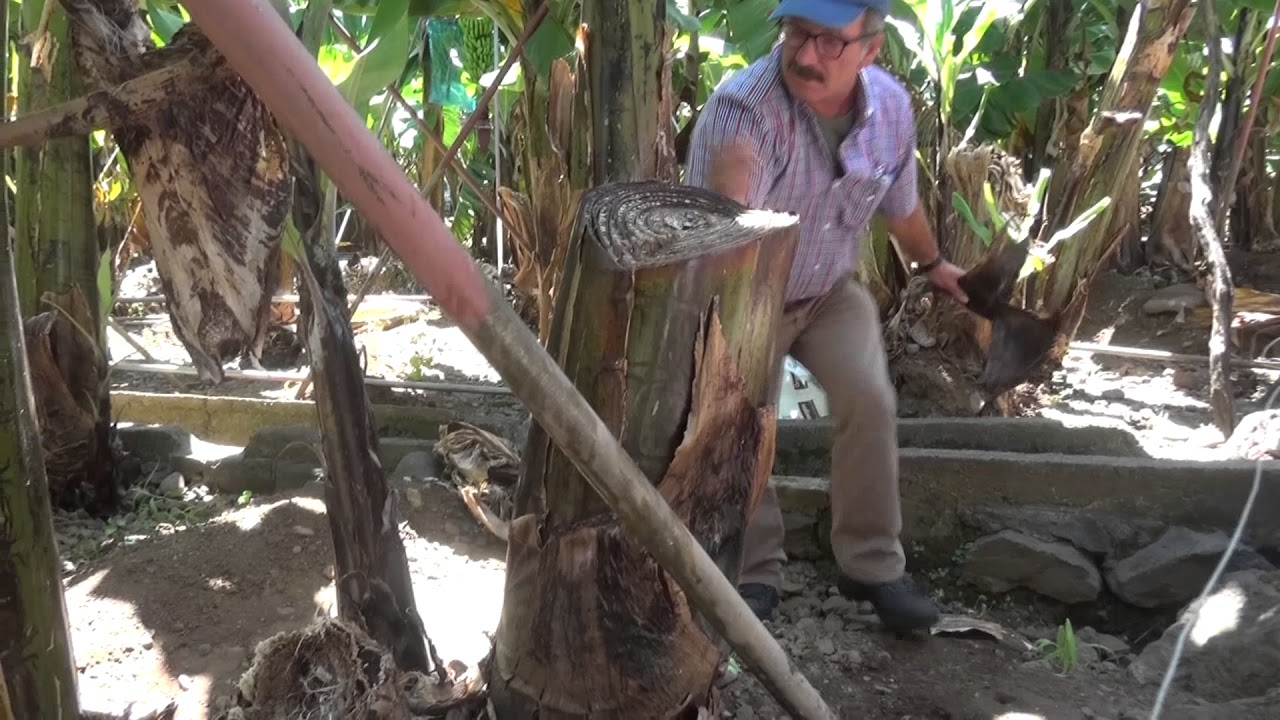 Visita as exploraçoes agrícolas da estalagem da ponta do sol. Mostra regional de banana 2017