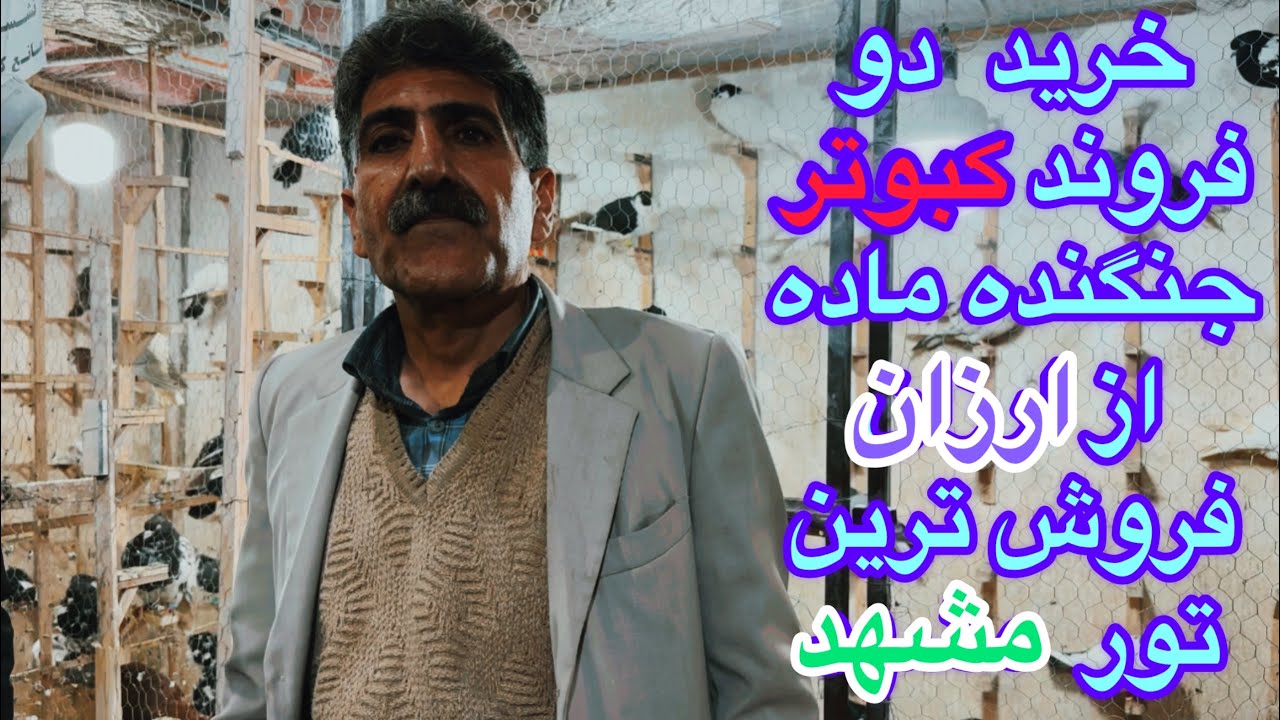 خرید دوفروند کبوتر ماده جنگندهB2/گلایه محسن توردار از اسارت کبوتران الکاتراز/ارزان فروش ترین تورمشهد