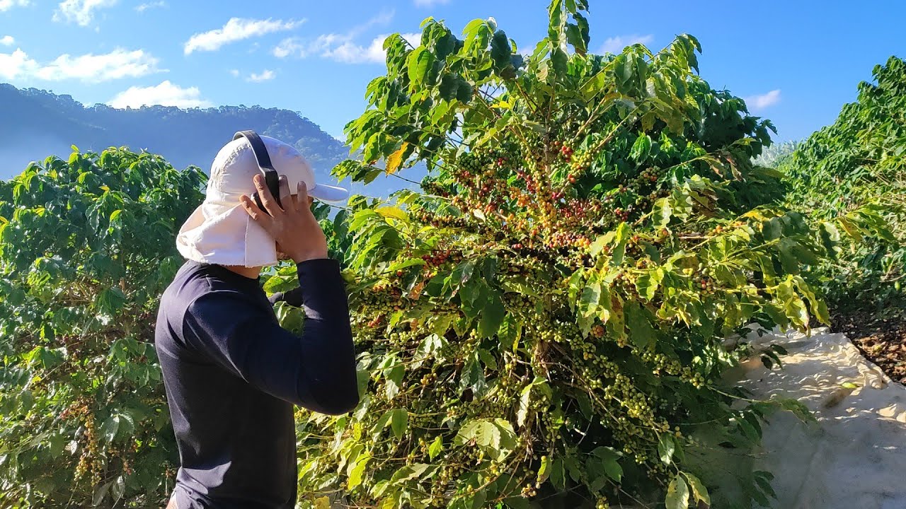 COLHEITA DO CAFÉ 🌱 ESSE ANO A SAFRA ESTA DIFERENTE