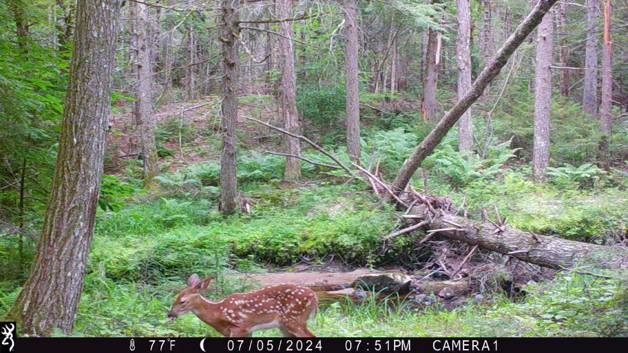 July 2024 Game Cameras