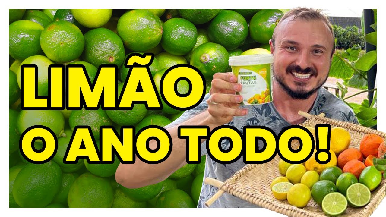 Como ter sucesso no cultivo do LIM&Atilde;O