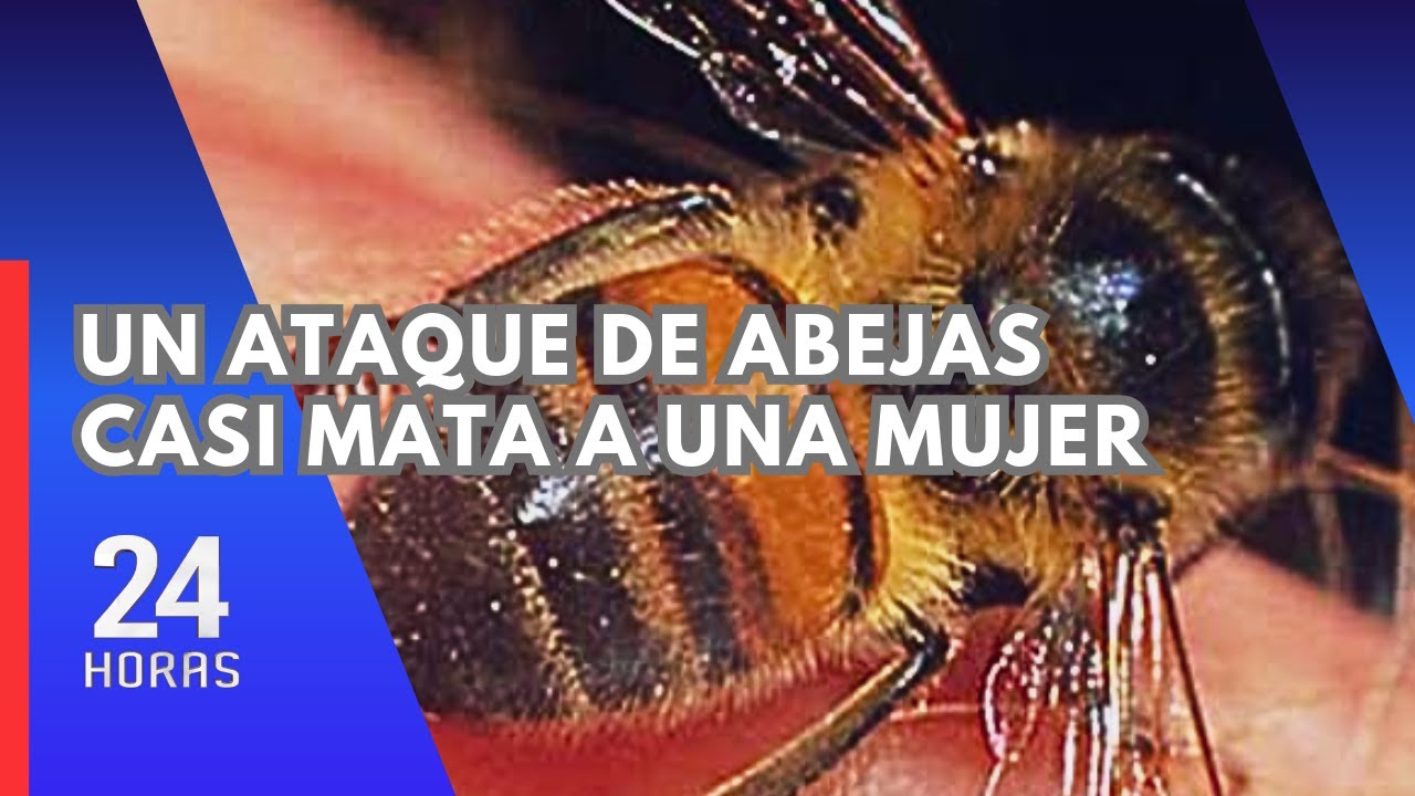 Mujer atacada por abejas en Jesús María: vivienda cercana albergaba dos colmenas para apicultura