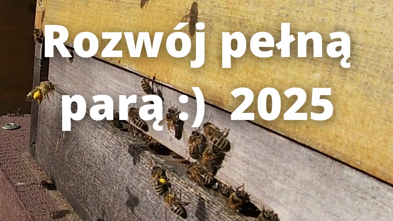 #135 Mega rozwój wiosenny 2025 :) Pszczoły noszą pyłek z iwy :)