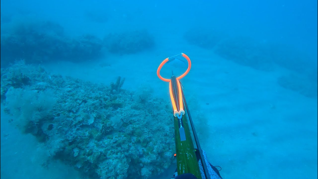 Shallow water Spearfishing Hogfish in 70' | Commercial Trip