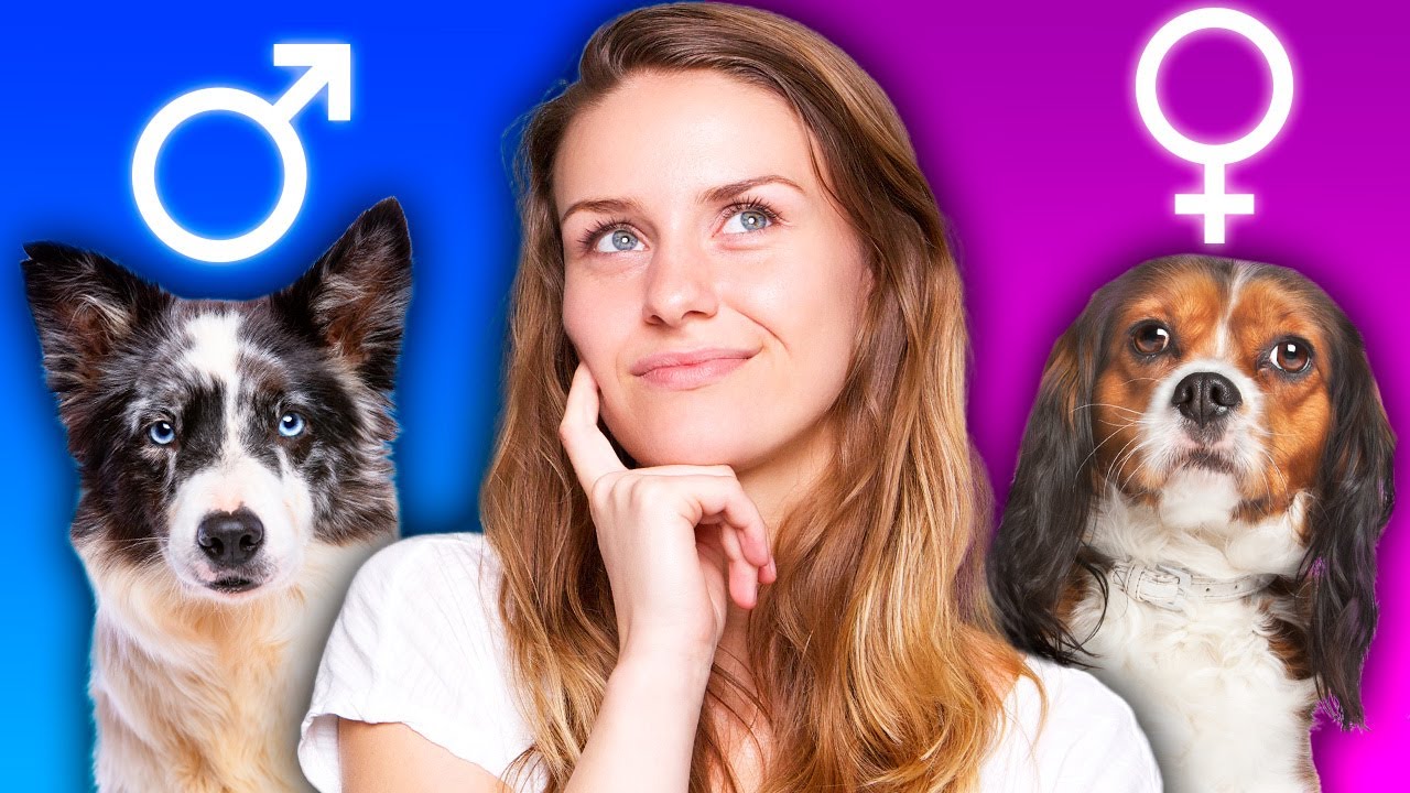 Rüde oder Hündin – Was passt am besten zu mir?