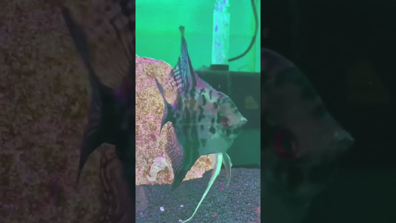 Aggressive Angel Fish               Please Subscribe! 