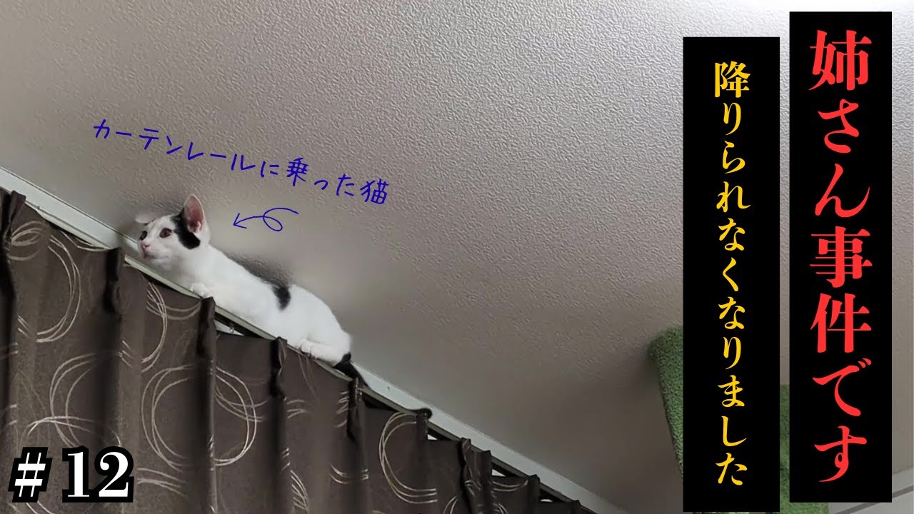 猫がカーテンレールに乗ったらこうなった…【保護猫】