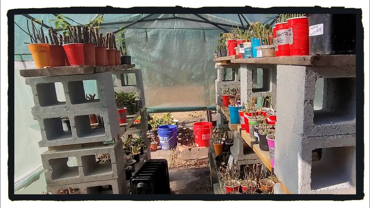Greenhouse Update : How to do Giant Sequoia Cuttings?