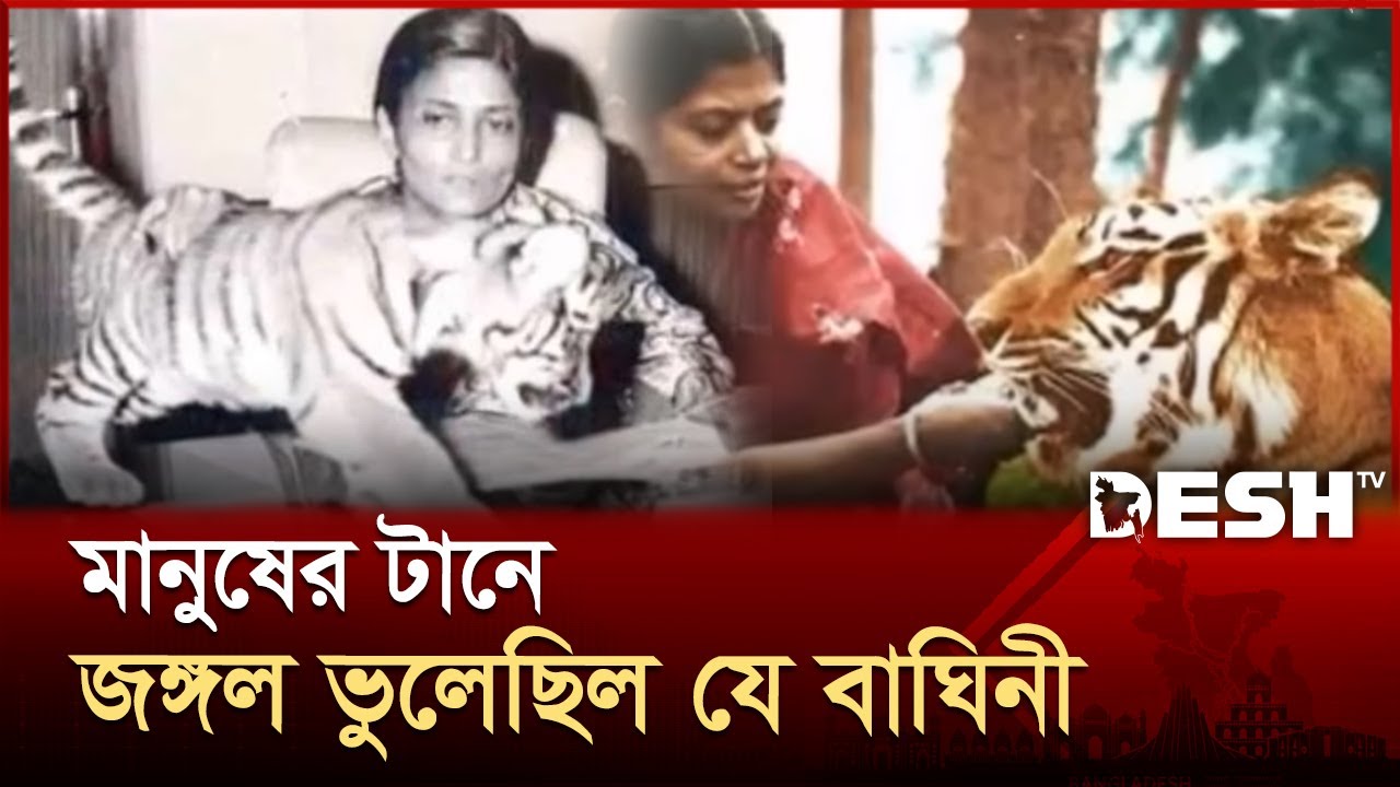 মানুষের ছোঁয়ায় বদলে যাওয়া বাঘিনীর গল্প | The story of Tigress | Khairi The Tigress | Desh TV