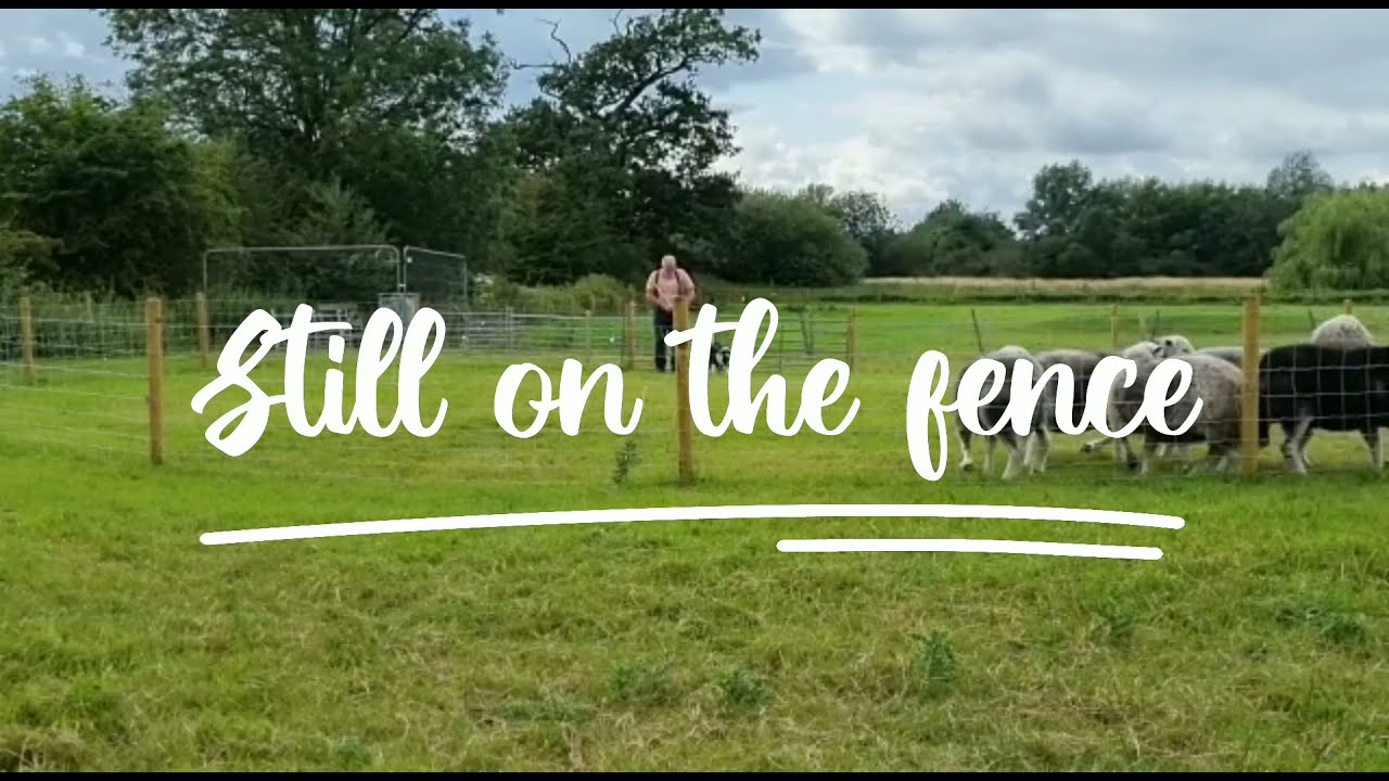 Training My Sheepdog Still on the fence - Border Collie Basics