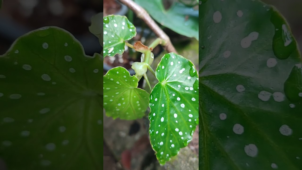 විගෝනියාස් අතු පැල 💐🌹🌱🌷