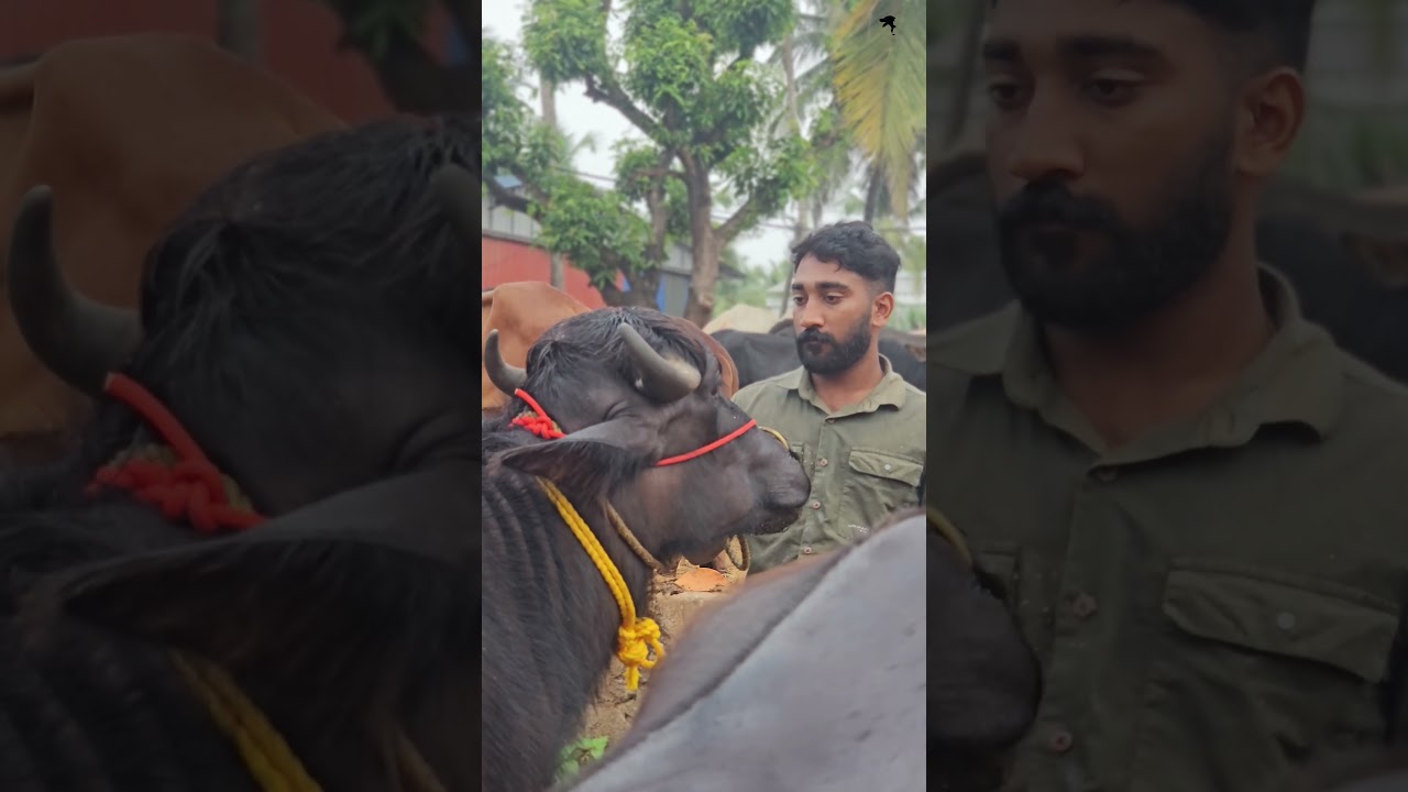 🐃ചന്തയിൽ വില്പനക് വന്നിരുന്ന പോത്ത്പൂട്ട് പോത്ത്കൾ Chattipparamba Chanda | Buffalo | pothpoott pothu