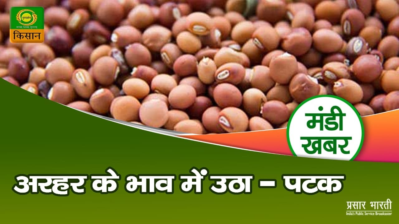 मंडी खबर : अरहर के भाव में उठा -पटक