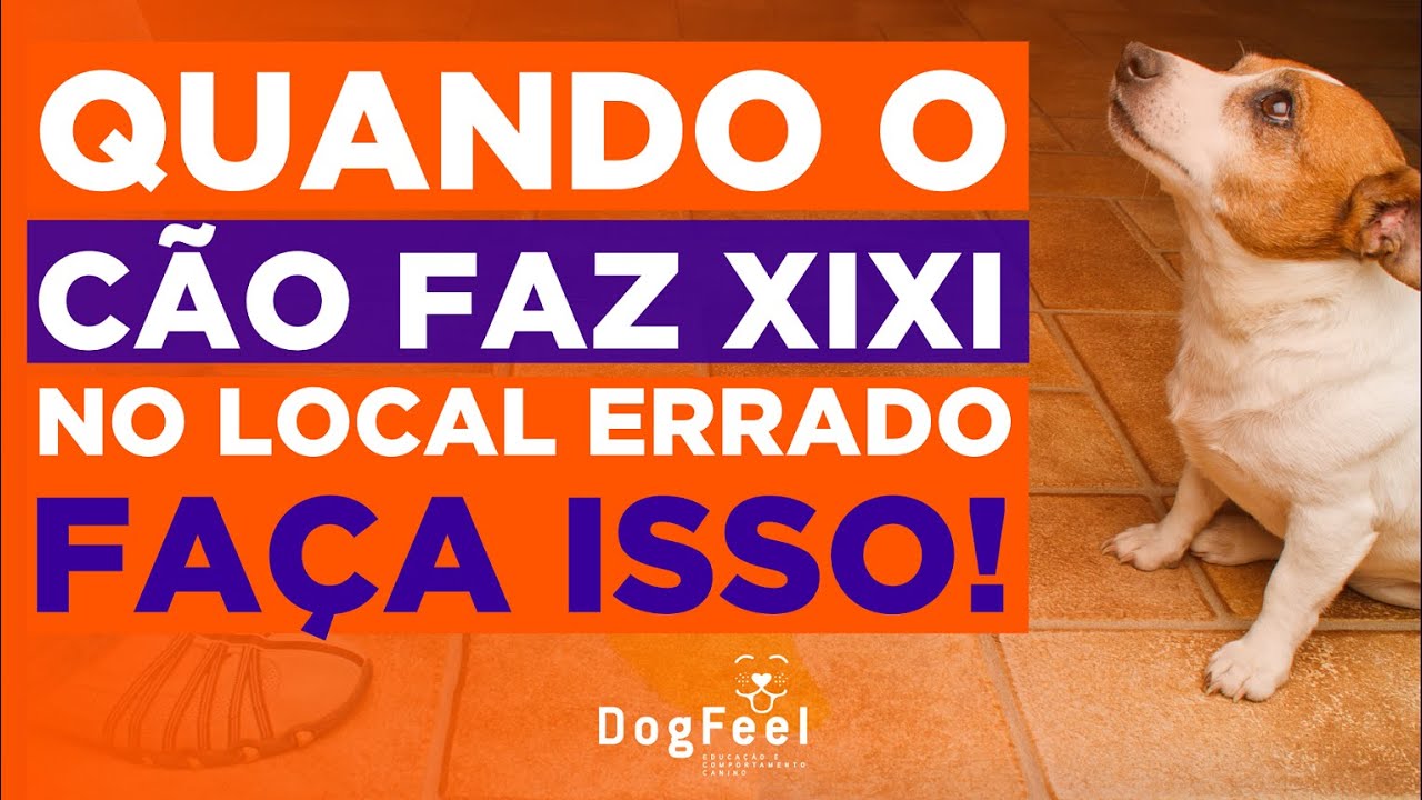 FAÇA ISSO SE O CÃO FAZ XIXI NO LUGAR ERRADO