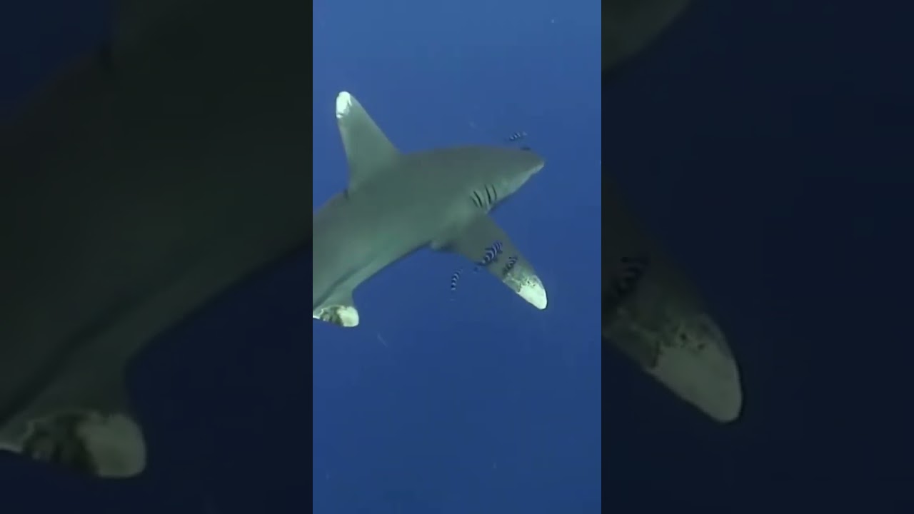 White Tip Shark captured in the Pacific 