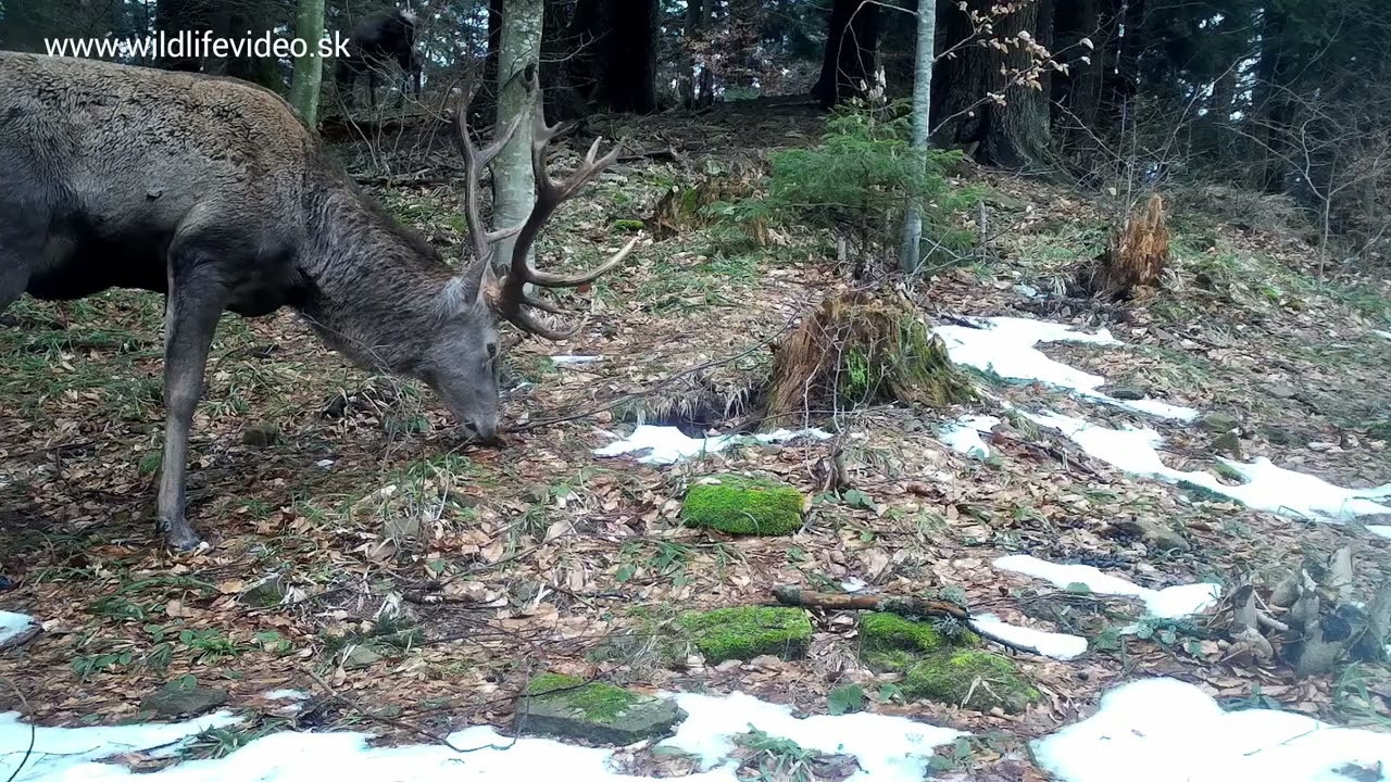 Rysia ruja 2026 – divočina miničočkou fotopasce