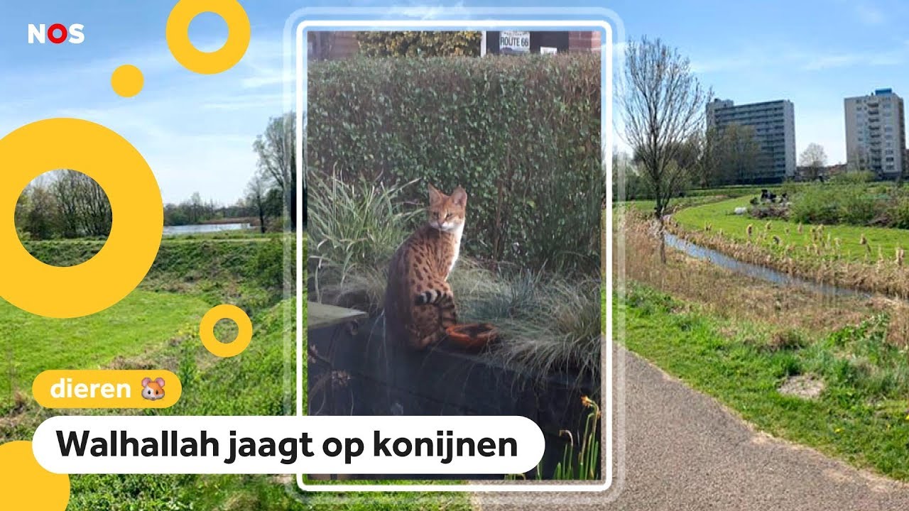 Wilde kat ontsnapt in Haarlem