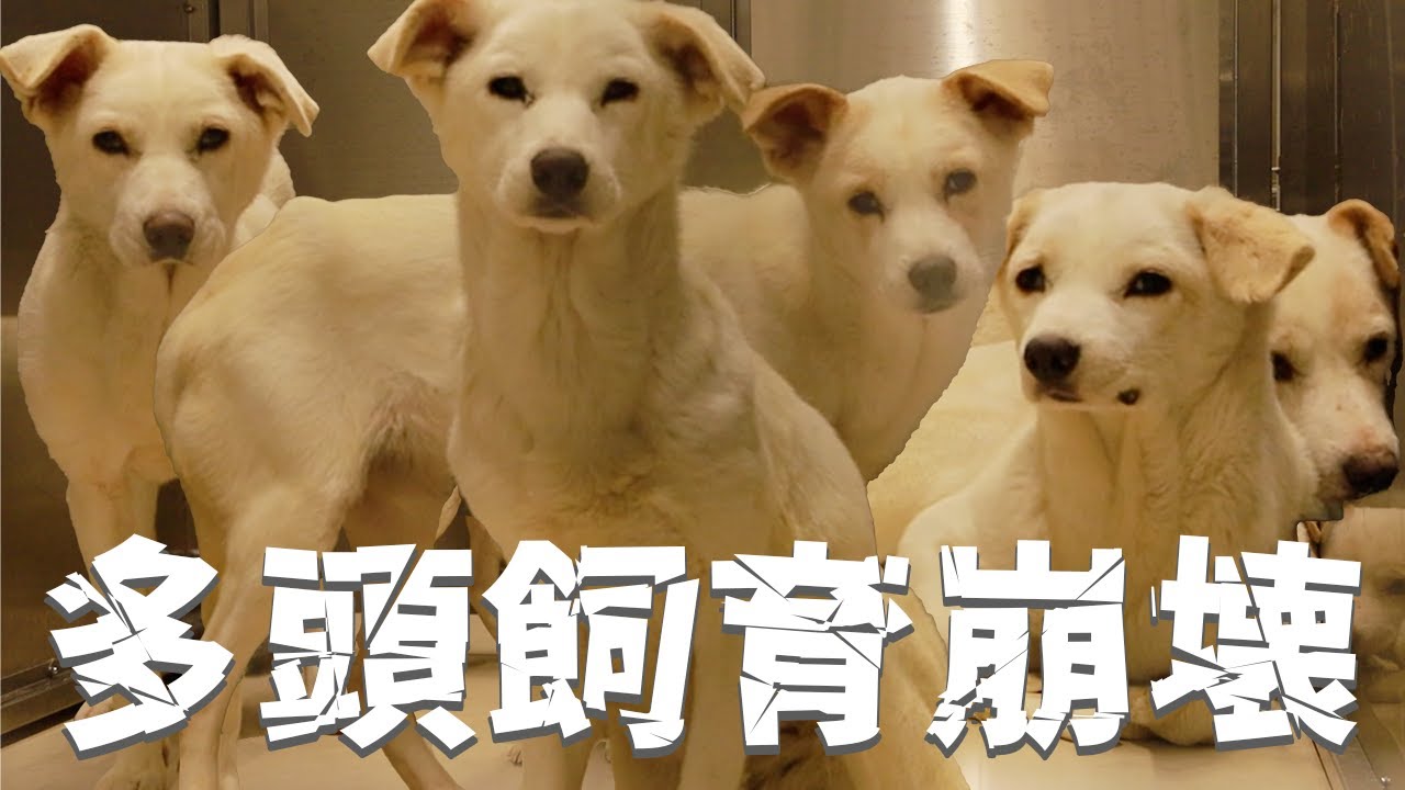 【かわいそう】多頭飼育崩壊でエサもろくにもらえずに痩せ細ってしまった犬