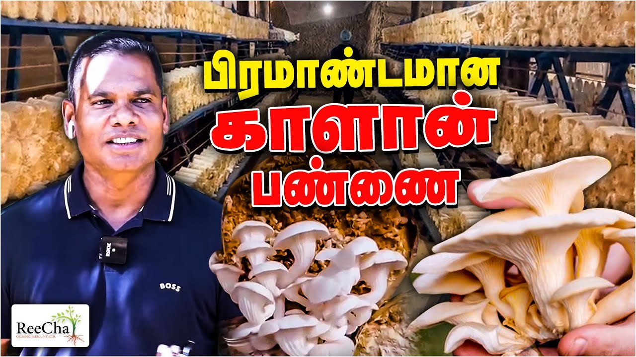 Mushroom Farming Tour in Reecha | Best Farm House in Sri Lanka