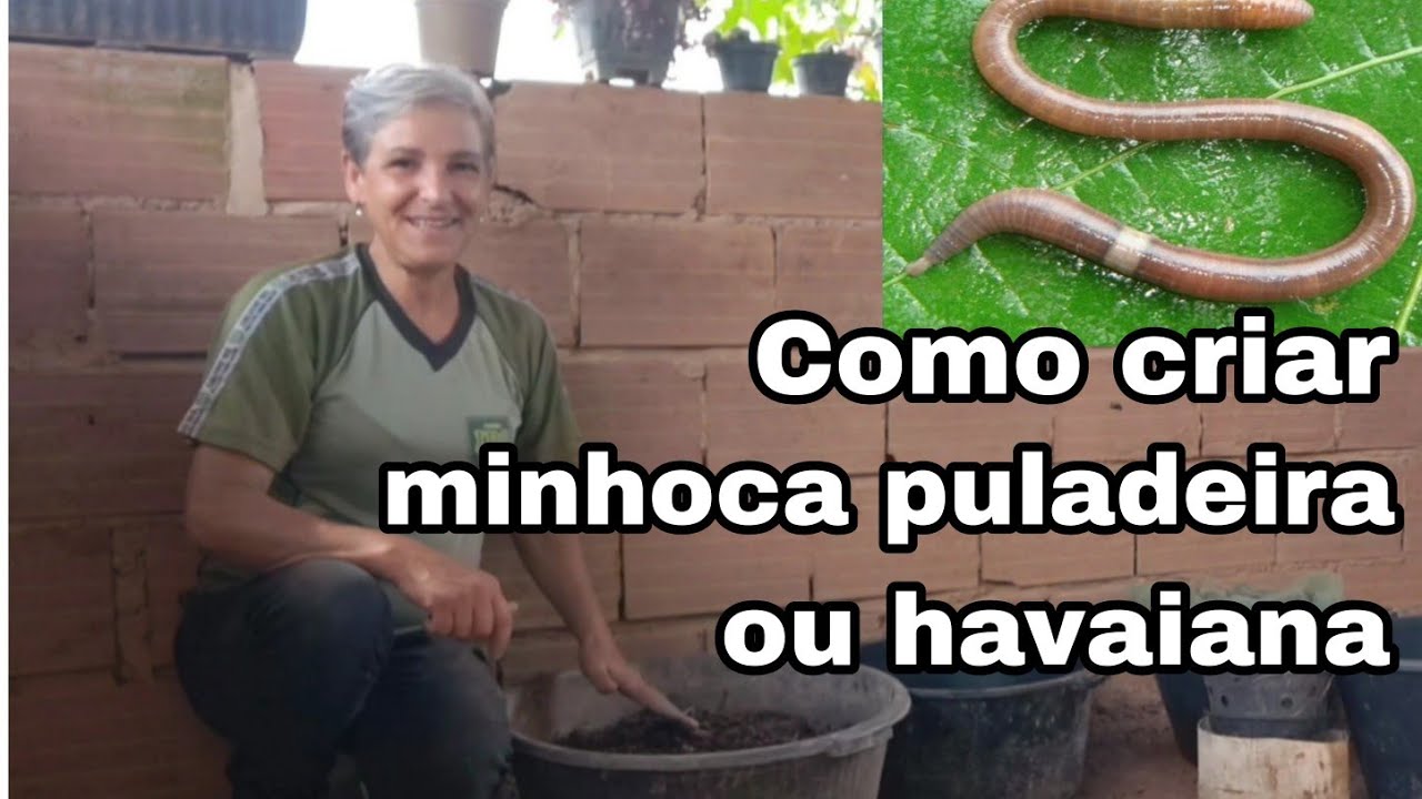 Como criar minhoca puladeira passo a passo/ Ou minhoca havaiana